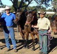 Coffin Bay Brumby Preservation Society Incorporated - Palm Beach Accommodation