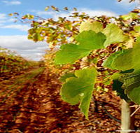 Mirabella Vineyards - Palm Beach Accommodation