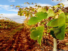 Mirabella Vineyards - Palm Beach Accommodation 0