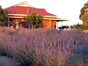 Bella Lavender Estate - Palm Beach Accommodation 0