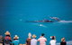 Whale Watching At Head Of Bight - thumb 0