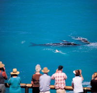 Whale Watching At Head Of Bight - Palm Beach Accommodation