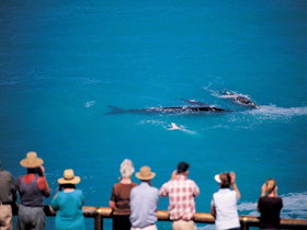 Whale Watching At Head Of Bight - Palm Beach Accommodation 0