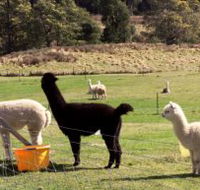 Maydena Country Cabins Accommodation  Alpaca Stud - Palm Beach Accommodation
