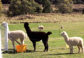 Maydena Country Cabins Accommodation & Alpaca Stud - Palm Beach Accommodation 0