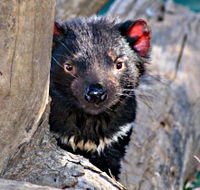 Trowunna Wildlife Sanctuary - Palm Beach Accommodation