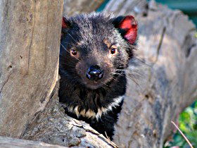 Trowunna Wildlife Sanctuary - Palm Beach Accommodation 0