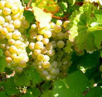 Winstead Vineyard - Palm Beach Accommodation