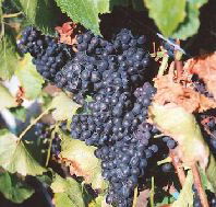 Darlington Vineyard - Palm Beach Accommodation