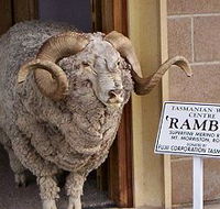 Tasmanian Wool Centre - Palm Beach Accommodation