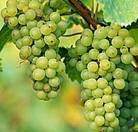 TP Vineyards - Palm Beach Accommodation