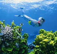 The Whale Dive Site - Palm Beach Accommodation