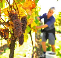 Native Point Wines - Palm Beach Accommodation