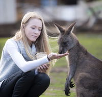 Bonorong Wildlife Sanctuary - Palm Beach Accommodation