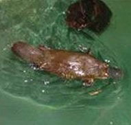 Platypus House - Palm Beach Accommodation