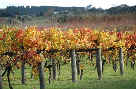 Apsley Gorge Vineyard - Palm Beach Accommodation 0