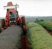 Bridestowe Lavender Farm - Palm Beach Accommodation