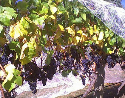 Palmara Vineyard - Palm Beach Accommodation 0