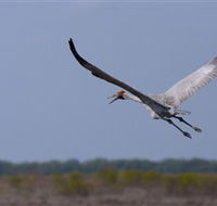 Gayngaru Wetlands Interpretive Walk - Palm Beach Accommodation
