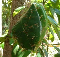 Greenant Creek Walk - Palm Beach Accommodation