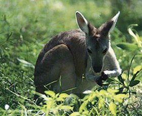 Palm Beach Accommodation