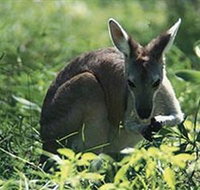 Tjaetaba Falls - Palm Beach Accommodation