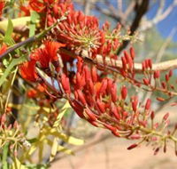 Olive Pink Botanic Garden - Palm Beach Accommodation