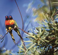 Wangi Falls Walk - Palm Beach Accommodation