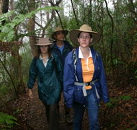 Mount Cougal Springbrook National Park - Palm Beach Accommodation