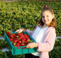 Strawberry Fields - Palm Beach Accommodation