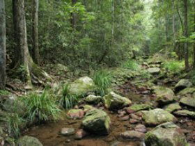 Amamoor State Forest - Palm Beach Accommodation 0