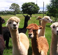 Banyandah Alpacas - Palm Beach Accommodation