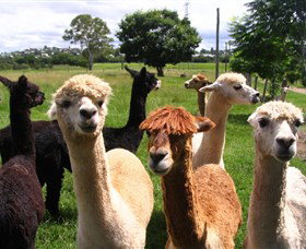 Banyandah Alpacas - Palm Beach Accommodation 0