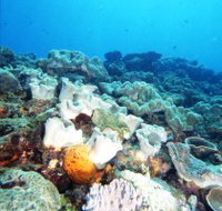 Mudjimba Old Woman Island Dive Site - Palm Beach Accommodation