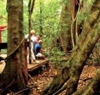 Mary Cairncross Scenic Reserve - Palm Beach Accommodation