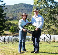 Hinterland Feijoas - Palm Beach Accommodation