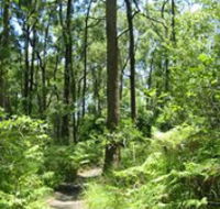 Mapleton Falls National Park - Palm Beach Accommodation