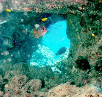 Michaelmas Cay Dive Site - Palm Beach Accommodation