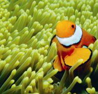 Thetford Reef Dive Site - Palm Beach Accommodation