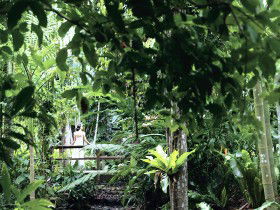 Flecker Botanic Gardens - Palm Beach Accommodation 0