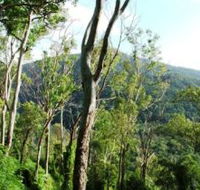 Smiths Track Barron Gorge National Park - Palm Beach Accommodation