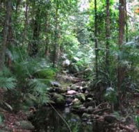 Mossman Gorge Rainforest Circuit Track Daintree National Park - Palm Beach Accommodation