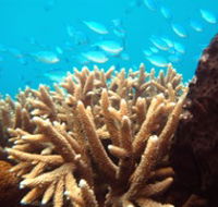 Normanby Reef - Palm Beach Accommodation