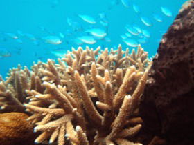 Normanby Reef - Palm Beach Accommodation 0