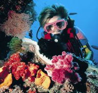 Osprey Reef - Palm Beach Accommodation