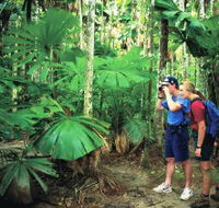 Mount Sorrow Ridge Trail Daintree National Park - Palm Beach Accommodation