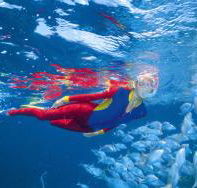 Great Detached Reef Dive Site - Palm Beach Accommodation