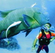 Turtle Bay Dive Site - Palm Beach Accommodation