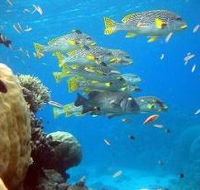 Coral Gardens Dive Site Flynn Reef - Palm Beach Accommodation