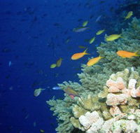 The Three Sisters Dive Site - Palm Beach Accommodation